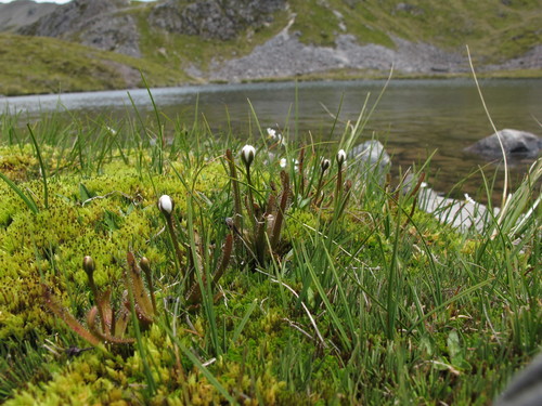 Drosera arcturi