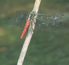 Onychothemis abnormis
