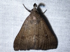Hypenula cacuminalis