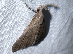 Hypenula cacuminalis