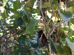 Troides aeacus formosanus