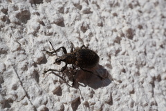 Liophloeus tessulatus