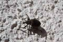 Liophloeus tessulatus