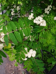 Sorbus aucuparia