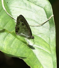 Ypthima sempera