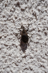 Liophloeus tessulatus