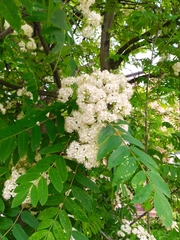 Sorbus aucuparia