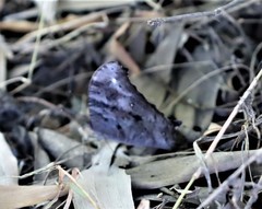 Melanitis leda bankia