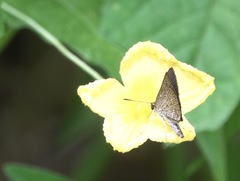 Aeromachus plumbeola