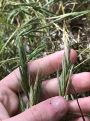 Bromus lanceolatus