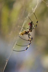 Trichonephila clavata