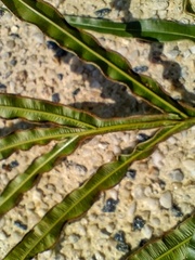 Pteris cretica
