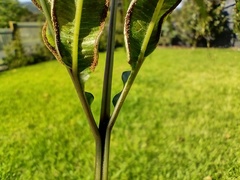 Pteris cretica
