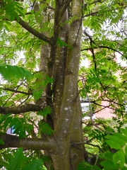 Sorbus aucuparia