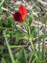 Lotus tetragonolobus