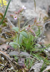 Cerastium ramosissimum