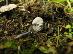 Entoloma cyanulum