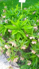 Helleborus