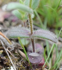 Cerastium ramosissimum