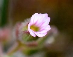 Cerastium ramosissimum