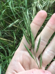 Bromus lanceolatus