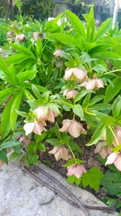 Helleborus