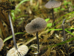 Entoloma cyanulum