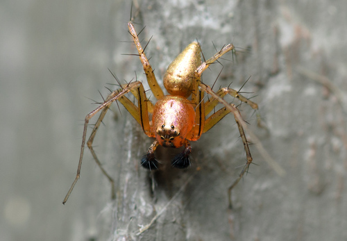 Striped Lynx Spider