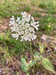 Tordylium trachycarpum