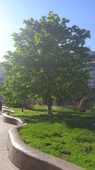 Aesculus hippocastanum