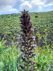 Acanthus syriacus
