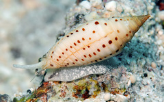 Imbricaria fulgetrum