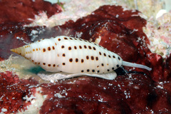 Imbricaria fulgetrum