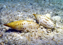 Imbricaria fulgetrum