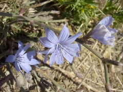 Cichorium pumilum