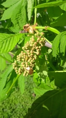 Aesculus hippocastanum