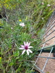 Pseudopodospermum papposum