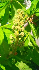 Aesculus hippocastanum