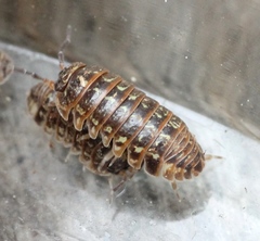 Armadillidium pictum