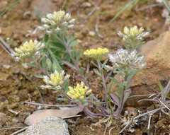 Alyssum umbellatum
