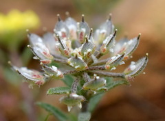 Alyssum umbellatum