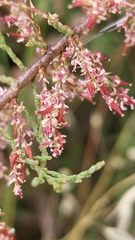 Tamarix parviflora