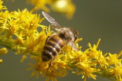 Apis cerana japonica