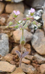 Cerastium ramosissimum