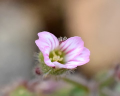 Cerastium ramosissimum