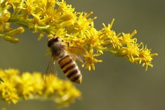 Apis cerana japonica