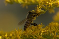Apis cerana japonica