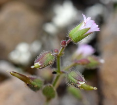 Cerastium ramosissimum