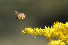 Apis cerana japonica