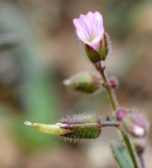 Cerastium ramosissimum